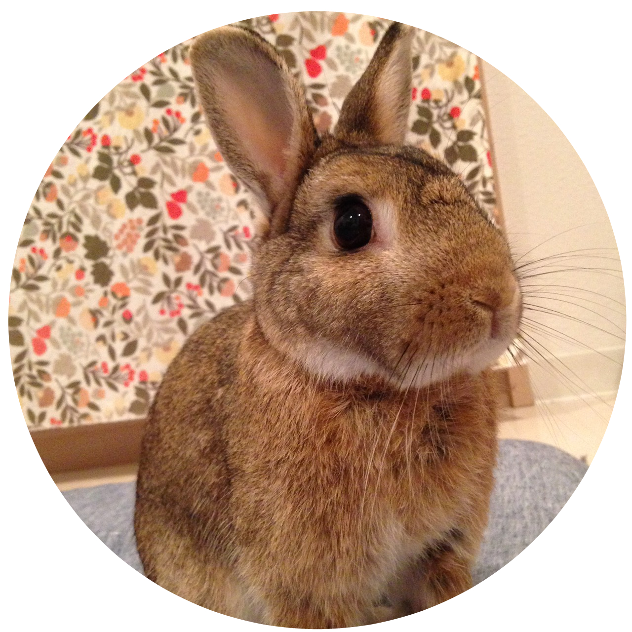うさぎのまるちゃん